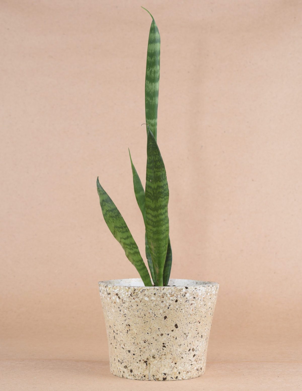 INDOOR GARDEN SANSEVIERIA DARK GREEN Градина